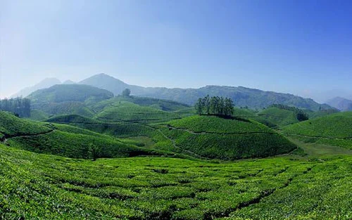 Cochin - Munnar Honeymoon Tour Package